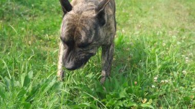 köpek Pitbull şeklinin