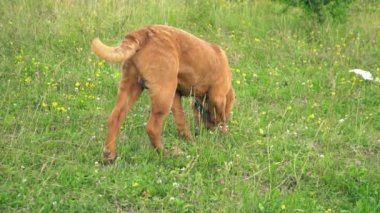 cins shar pei