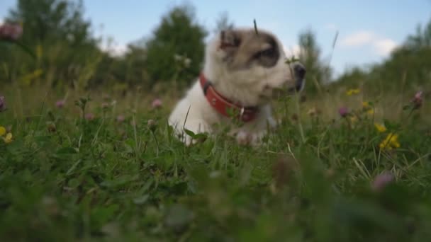 Cachorro de raza Alabai — Vídeo de stock