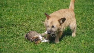 bir köpek ve kedi Savaşı
