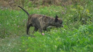 köpek Pitbull şeklinin