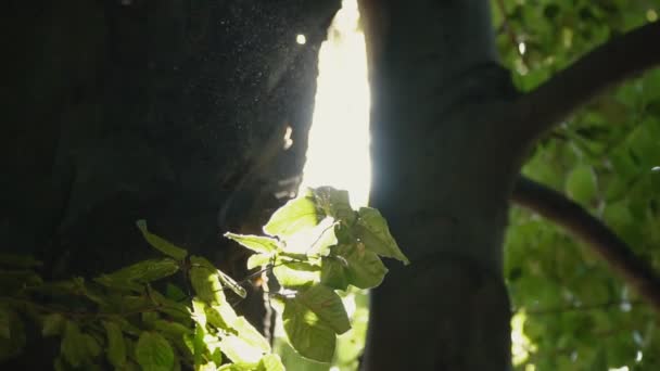 Ağaçlar ve bitki örtüsü sayesinde güneş Glimpses — Stok video