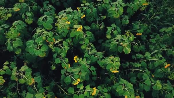 Blommor av solros — Stockvideo