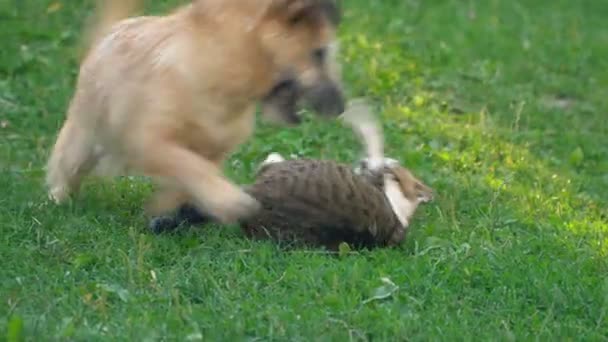 狗和猫的争斗 — 图库视频影像