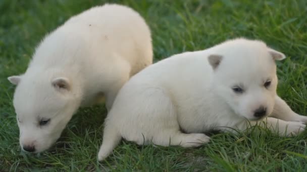 Filhotes de cachorro branco husky — Vídeo de Stock