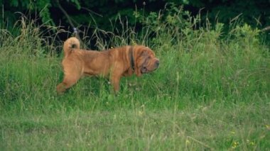 cins shar pei