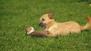 bir köpek ve kedi Savaşı