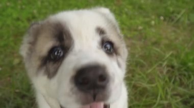 Alabai doğurmak köpek yavrusu