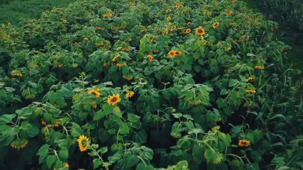 Квітками соняшнику — стокове відео