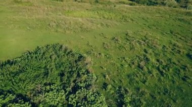 çimenlerin üzerine inek otlatmak