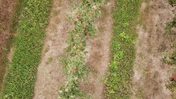 Apple orchard from a birds eye view — Stock Video