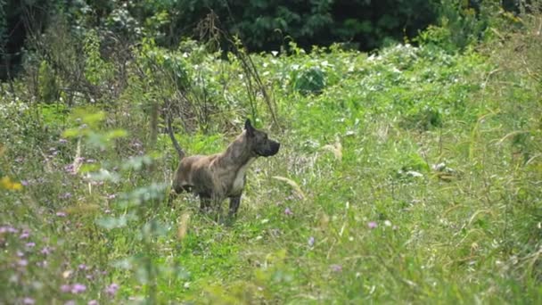 Hund av formen grop tjur — Stockvideo