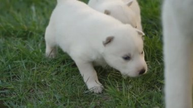 Beyaz husky yavruları