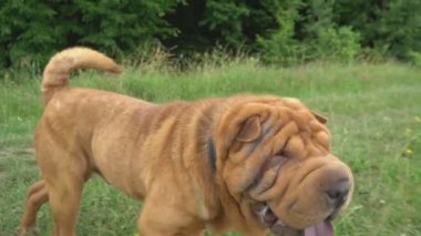 cins shar pei