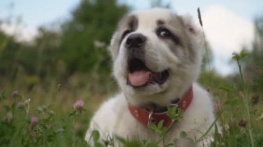 Alabai doğurmak köpek yavrusu