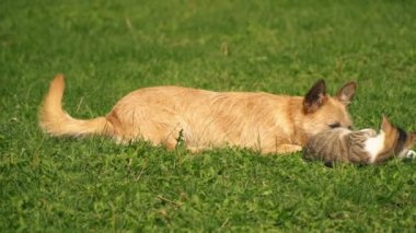 bir köpek ve kedi Savaşı