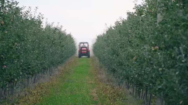 Apfelbaum mit Traktor besprüht — Stockvideo