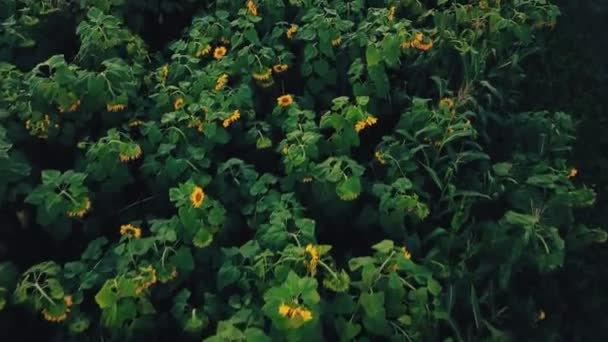 Blommor av solros — Stockvideo