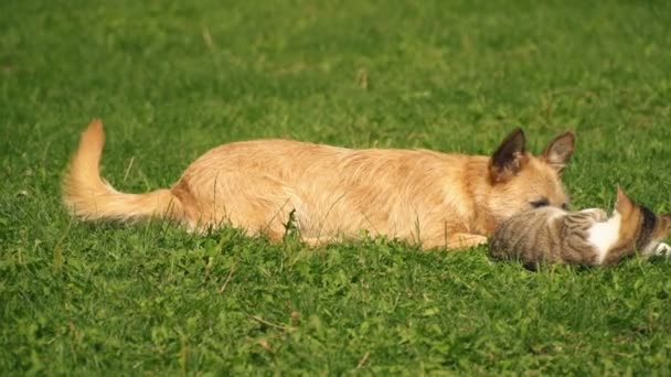 La batalla de un perro y un gato — Vídeos de Stock