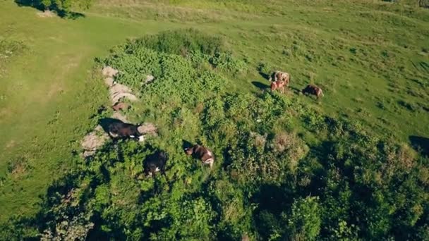 Kor betar på gräsmattan — Stockvideo