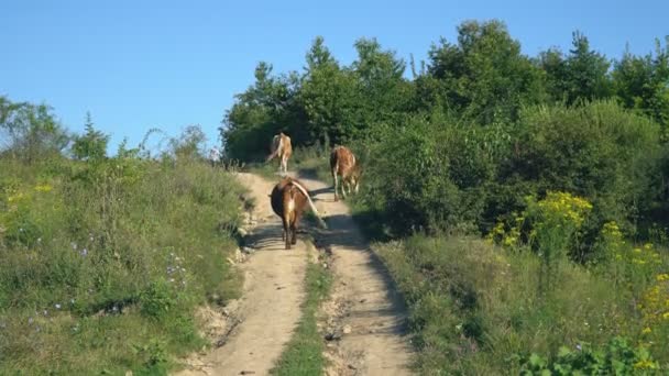 Vacas pastan en el césped — Vídeo de stock