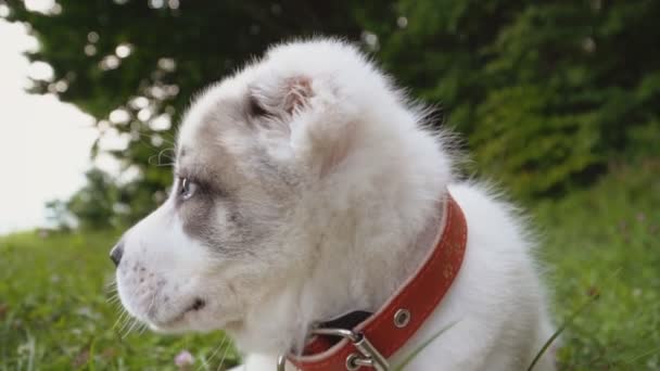 Cachorro de raza Alabai — Vídeo de stock