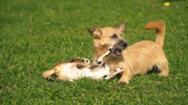 bir köpek ve kedi Savaşı