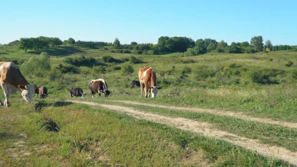 Koeien grazen op het gazon — Stockvideo