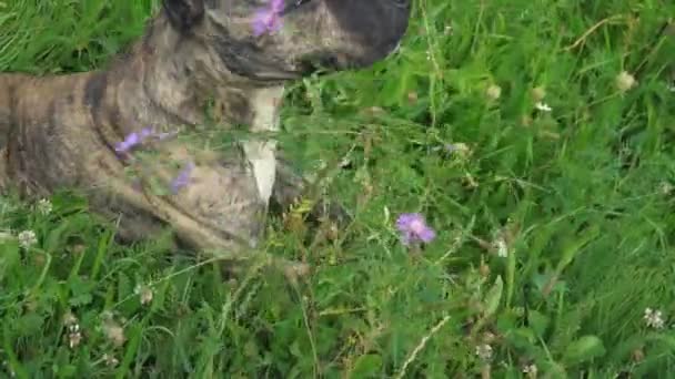 Grop Tjur Hund Rasen Naturen — Stockvideo