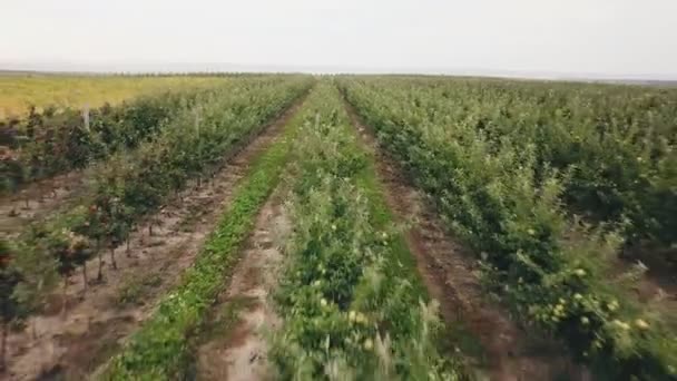 Appelboomgaard van een birds eye view — Stockvideo