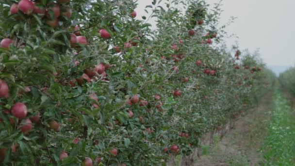 Czerwone jabłka z bliska — Wideo stockowe