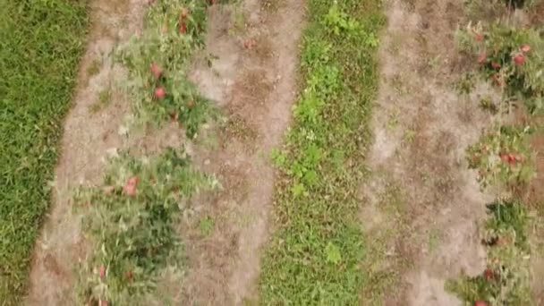 Apple orchard from a birds eye view — Stock Video