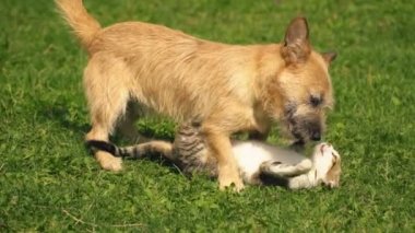 bir köpek ve kedi Savaşı