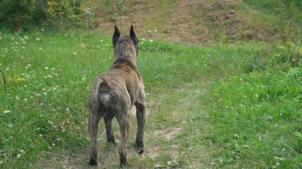 Hond van de stier van de kuil-vorm — Stockvideo