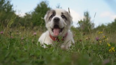 Alabai doğurmak köpek yavrusu