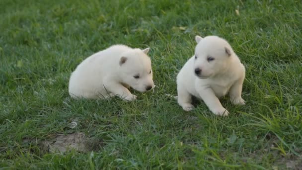 Filhotes de cachorro branco husky — Vídeo de Stock