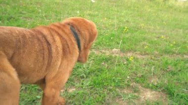 cins shar pei
