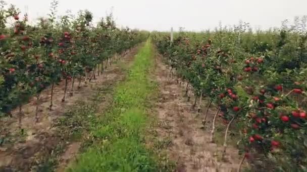 Яблучний сад з видом на птахів — стокове відео