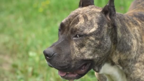 Pies o kształcie pit bull — Wideo stockowe