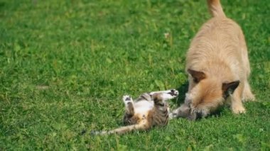 bir köpek ve kedi Savaşı