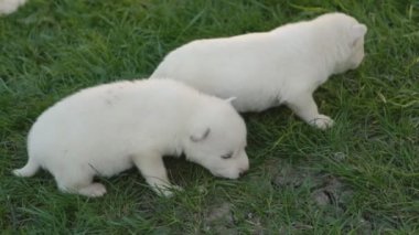 Beyaz husky yavruları