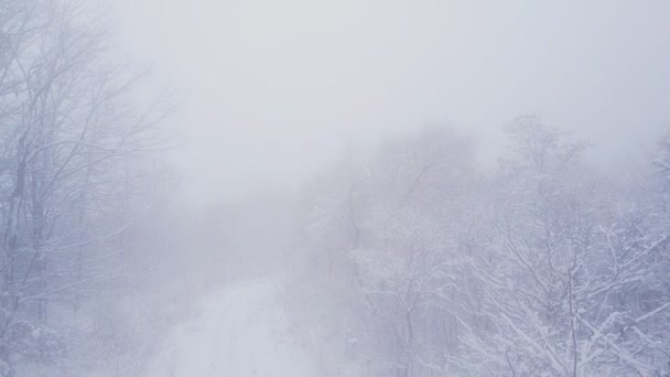 Arbres couverts de neige — Video