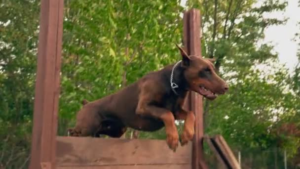 Doberman hund av brun färg — Stockvideo