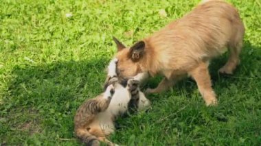 bir köpek ve kedi Savaşı