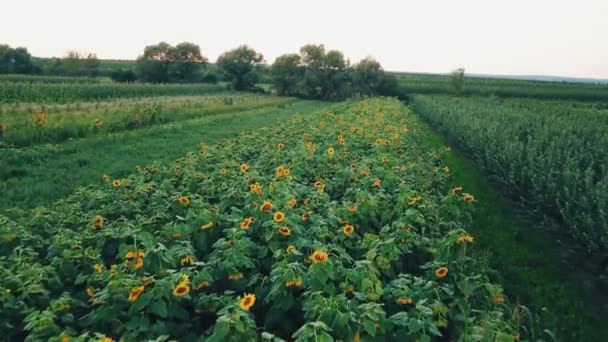 Flores de girasol — Vídeo de stock