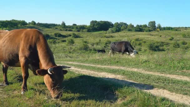 Vacas pastan en el césped — Vídeo de stock