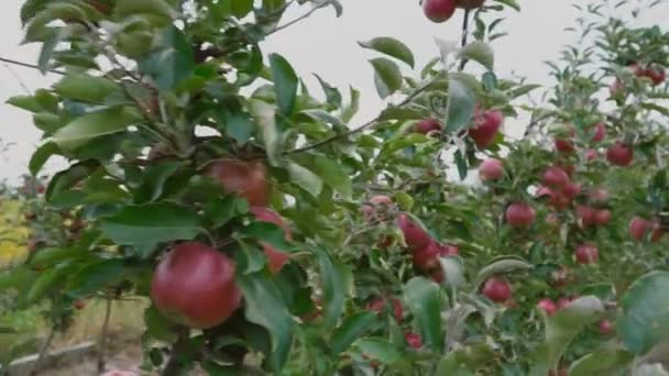 Manzanas rojas primer plano — Vídeo de stock