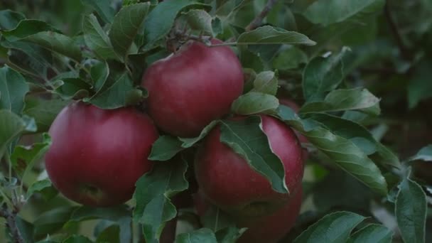 Rote Äpfel Garten Aus Nächster Nähe — Stockvideo