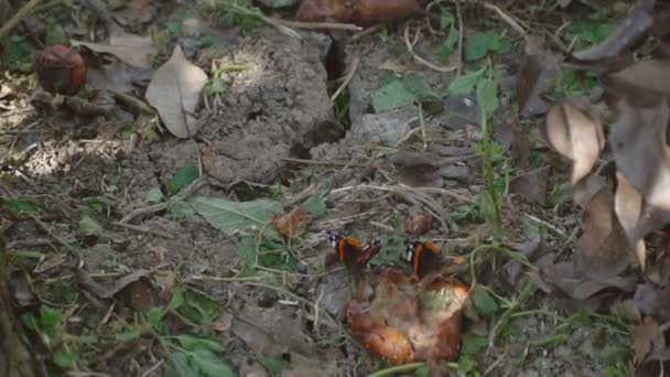 Butterfly flies near the earth — Stock Video