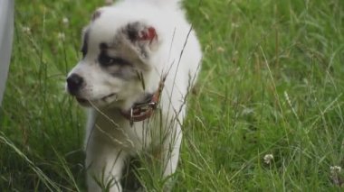 Alabai doğurmak köpek yavrusu